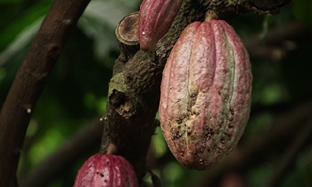 Cocoa, the black gold of Côte d'Ivoire